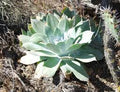 Vegetable Seeds,Garden seeds, Seeds For Planting,Plant Seeds
