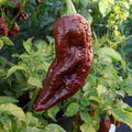 Vegetable Seeds,Garden seeds, Seeds For Planting,Plant Seeds