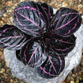 Flower Seeds, Seeds,Seeds For Planting,Plant Seeds