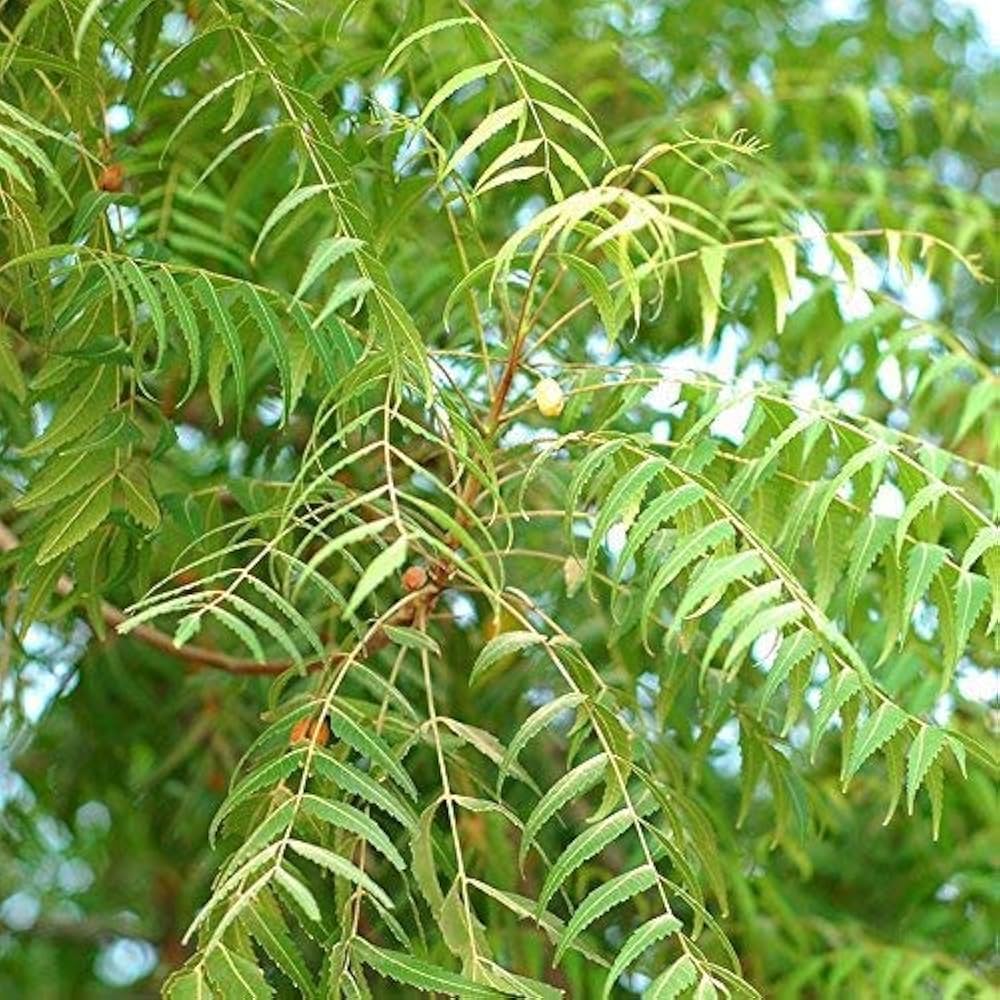 Neem (Azadirachta indica) Seeds for Planting – Heirloom, Non-GMO Medicinal Tree for Organic Gardening & Pest Control