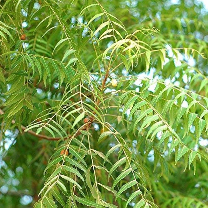 Neem (Azadirachta indica) Seeds for Planting – Heirloom, Non-GMO Medicinal Tree for Organic Gardening & Pest Control