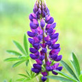 Flower Seeds, Seeds,Seeds For Planting,Plant Seeds