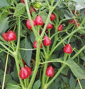 Vegetable Seeds,Garden seeds, Seeds For Planting,Plant Seeds