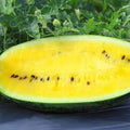 Fruit Seeds,Garden seeds, Seeds For Planting,Plant Seeds