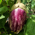 Listada de Gandia Eggplant Seeds – Heirloom, Non-GMO, Striped Tender Vegetable Seeds for Planting