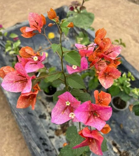 Orange Pink Bougainvillea Flower Seeds for Planting – Heirloom Non-GMO –  Earthechoseeds