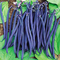 Vegetable Seeds,Garden seeds, Seeds For Planting,Plant Seeds