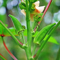 Okra Seeds – Heirloom Non-GMO Tender Podded Vegetable Garden Seeds for Planting, Organic Garden Seeds