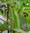 Green Okra Vegetable Seeds for Planting – Heirloom & Non-GMO Garden Seeds