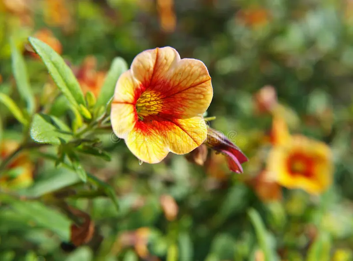 Orange Yellow Petunia Flower Seeds – Heirloom, Non-GMO, High Germination Organic Garden Seeds for Planting
