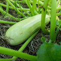 Bianco di Trieste Zucchini Seeds – Heirloom Non-GMO Tender Light Green Vegetable Seeds for Planting