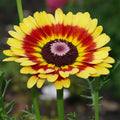 Flower Seeds, Seeds,Seeds For Planting,Plant Seeds