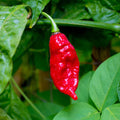Vegetable Seeds,Garden seeds, Seeds For Planting,Plant Seeds