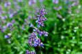 Herb Seeds,Garden seeds, Seeds For Planting,Plant Seeds
