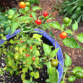 Texas Chiltepin Pepper Seeds for Planting – Heirloom, Non-GMO, Wild Hot Chili – High Germination