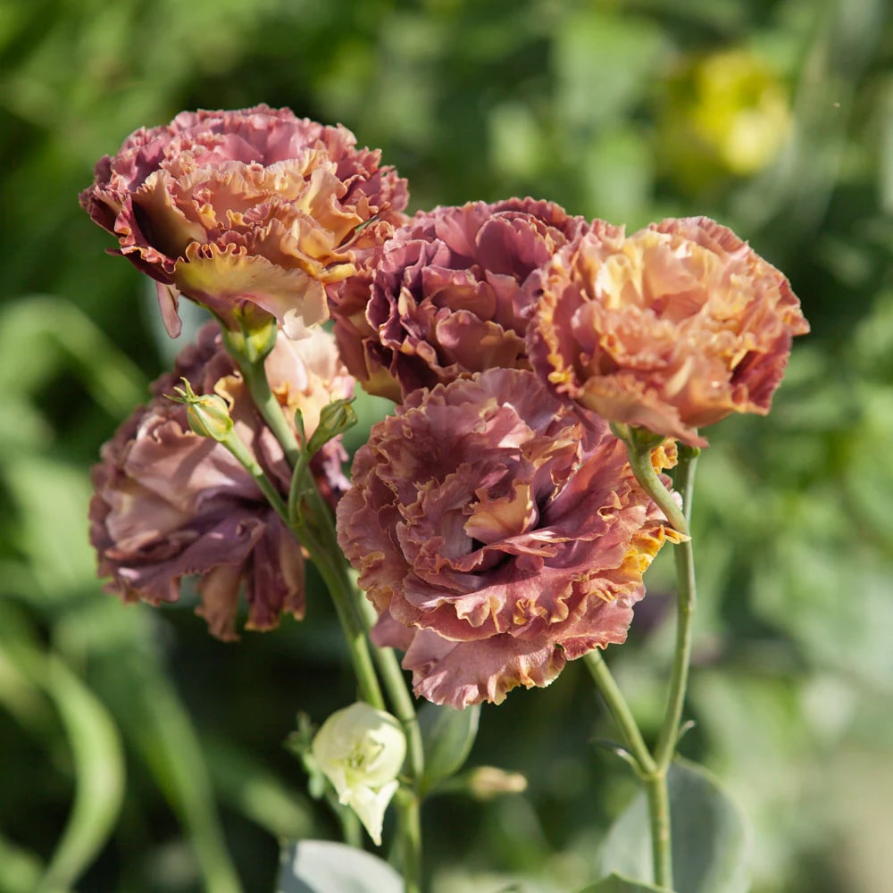 Rosanne 3 Brown Pelleted Lisianthus Flower Seeds for Planting – Heirlo –  Earthechoseeds