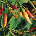 Tabasco Hot Pepper Seeds for Planting – Heirloom, Non-GMO, Spicy Chili Peppers – High Germination –
