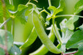 Sugar Ann Snap Pea Seeds – Heirloom Non-GMO Sweet Early Vegetable Seeds for Planting, Organic Garden Seeds