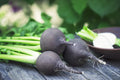 Black Spanish Radish Seeds for Planting – Heirloom, Non-GMO, Hardy Root Vegetable – High Germination