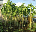 Walking Stick Kale Tree Seeds for Planting – Heirloom Non‑GMO High Germination Organic Garden Seeds, Giant Leafy Vegetables