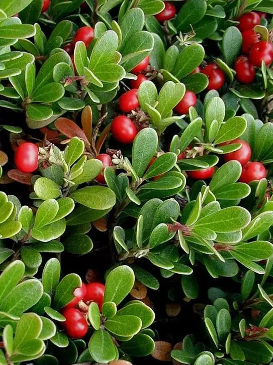 Fruit Seeds,Garden seeds, Seeds For Planting,Plant Seeds