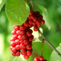 Schisandra Fruit Seeds for Planting – heirloom non-GMO seeds, flavorful berries with adaptogenic properties