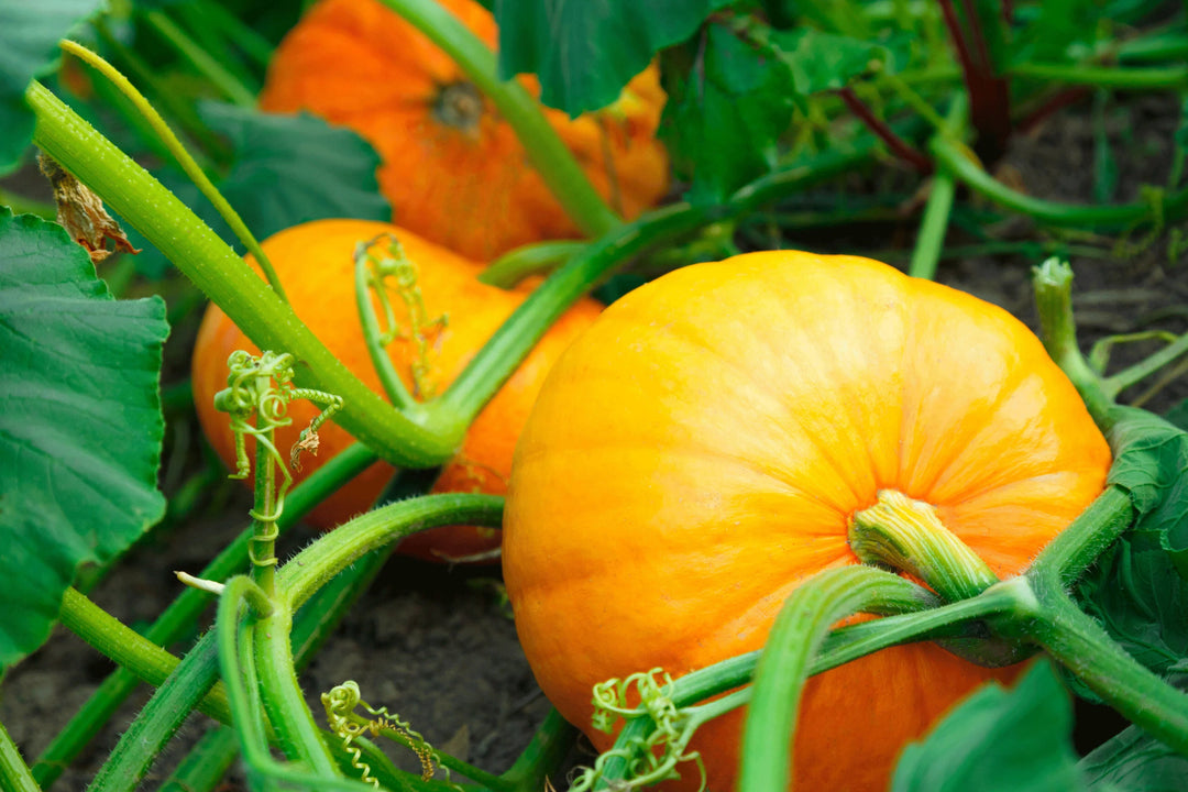 Vegetable Seeds,Garden seeds, Seeds For Planting,Plant Seeds