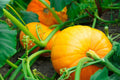 Vegetable Seeds,Garden seeds, Seeds For Planting,Plant Seeds