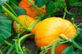 Vegetable Seeds,Garden seeds, Seeds For Planting,Plant Seeds