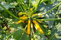 Straightneck Summer Squash Seeds for Planting – Heirloom, Non-GMO, Productive Vegetable – High Germination