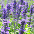 Flower Seeds, Seeds,Seeds For Planting,Plant Seeds