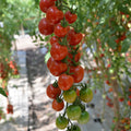 Birdie Rouge Red Cherry Tomato Seeds – Heirloom Non-GMO Sweet Mini Vegetable Seeds for Planting, Organic Garden Seeds