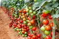 Super Fantastic Tomato Seeds for Planting – Heirloom, Non-GMO, Juicy Vegetable Garden Seeds – High Germination
