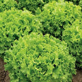 Lamb Lettuce Vegetable Seeds for Planting – Heirloom, Non-GMO, High Germination Organic Garden Seeds