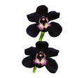 Black Orchid Flower Seeds for Planting – 100 pcs Heirloom, Non-GMO, High Germination Organic Garden Seeds