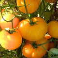Pink Yellow Tomato Seeds for Planting – Heirloom Non-GMO Bicolor Vegetable Seeds with High Germination for Organic Gardens