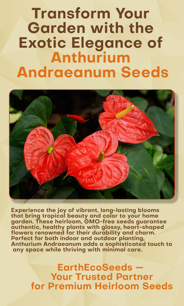 Anthurium Andraeanum – Bring Tropical Elegance to Your Garden