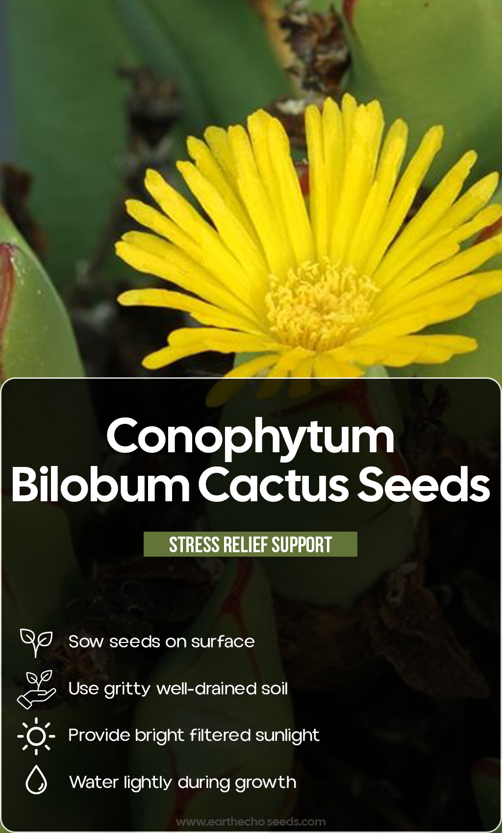 Tiny Treasure, Timeless Beauty: Grow Conophytum Bilobum from Seed