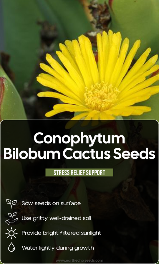 Tiny Treasure, Timeless Beauty: Grow Conophytum Bilobum from Seed