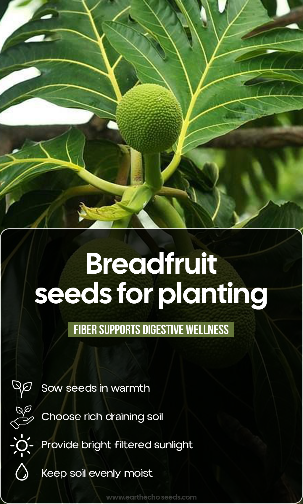 From One Seed to a Tropical Legacy: Grow Your Own Breadfruit Tree at Home
