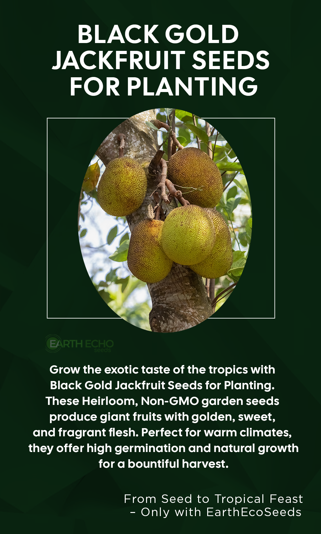 Grow the Tropical Giant – Black Gold Jackfruit from Seed!