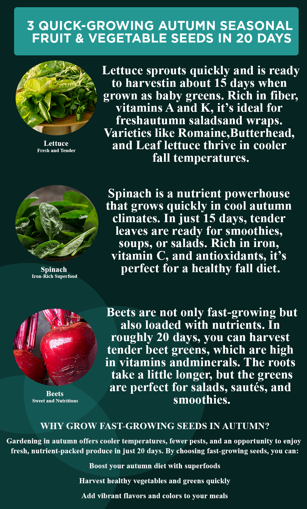 Grow Fresh in Just 20 Days: 3 Fast & Easy Autumn Veggies You’ll Love
