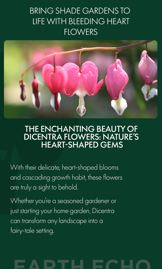 The Enchanting Beauty of Dicentra Flowers: Nature’s Heart-Shaped Gems