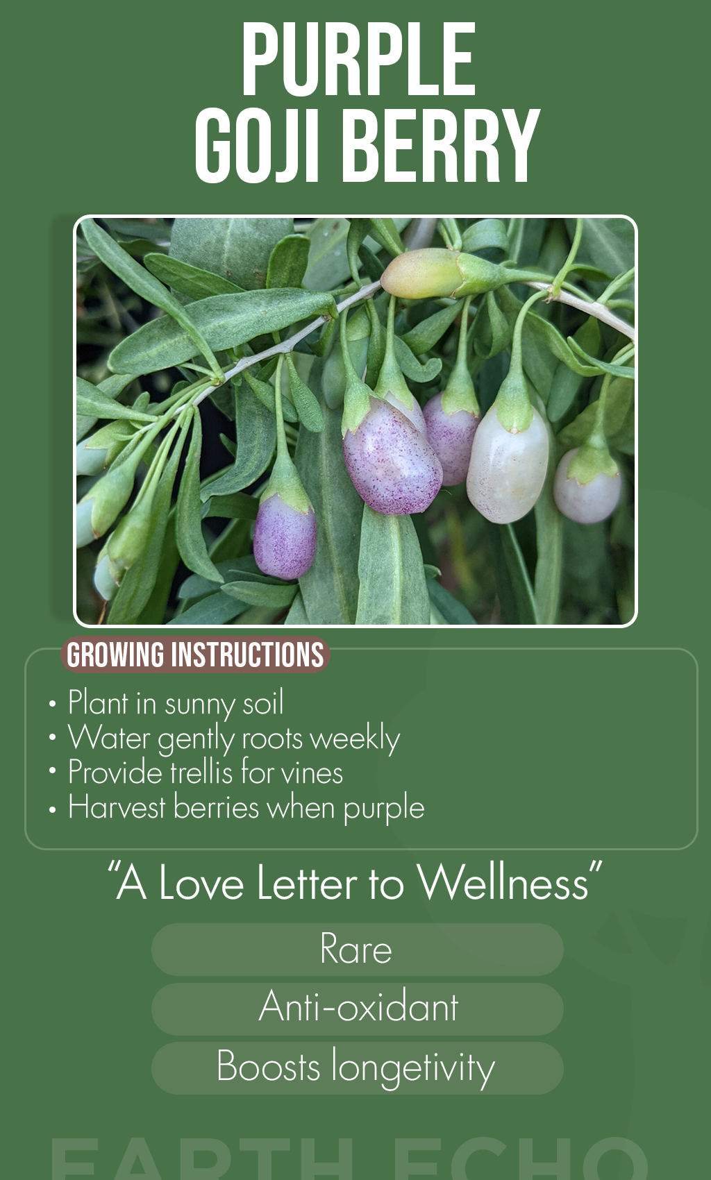 Grow Wellness Naturally: Purple Goji Berry Seeds for Your Winter Garden