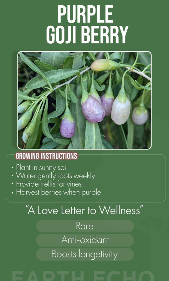 Grow Wellness Naturally: Purple Goji Berry Seeds for Your Winter Garden