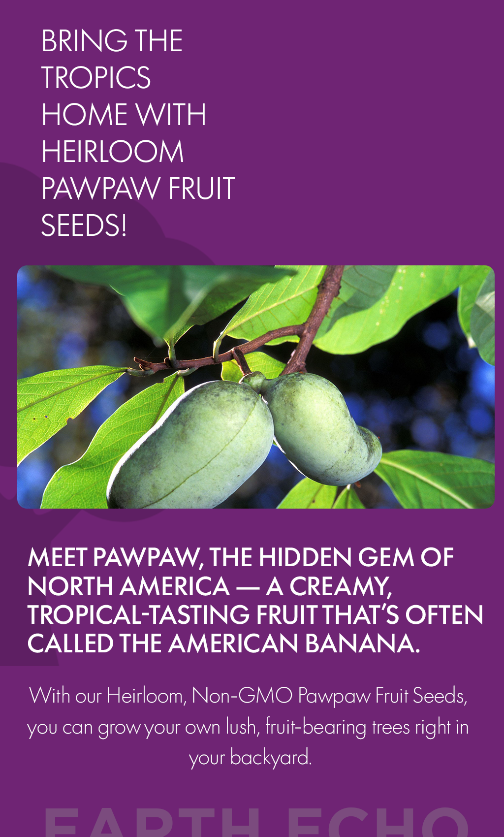 Grow Your Own Pawpaw Fruit Trees for a Thriving Home Garden