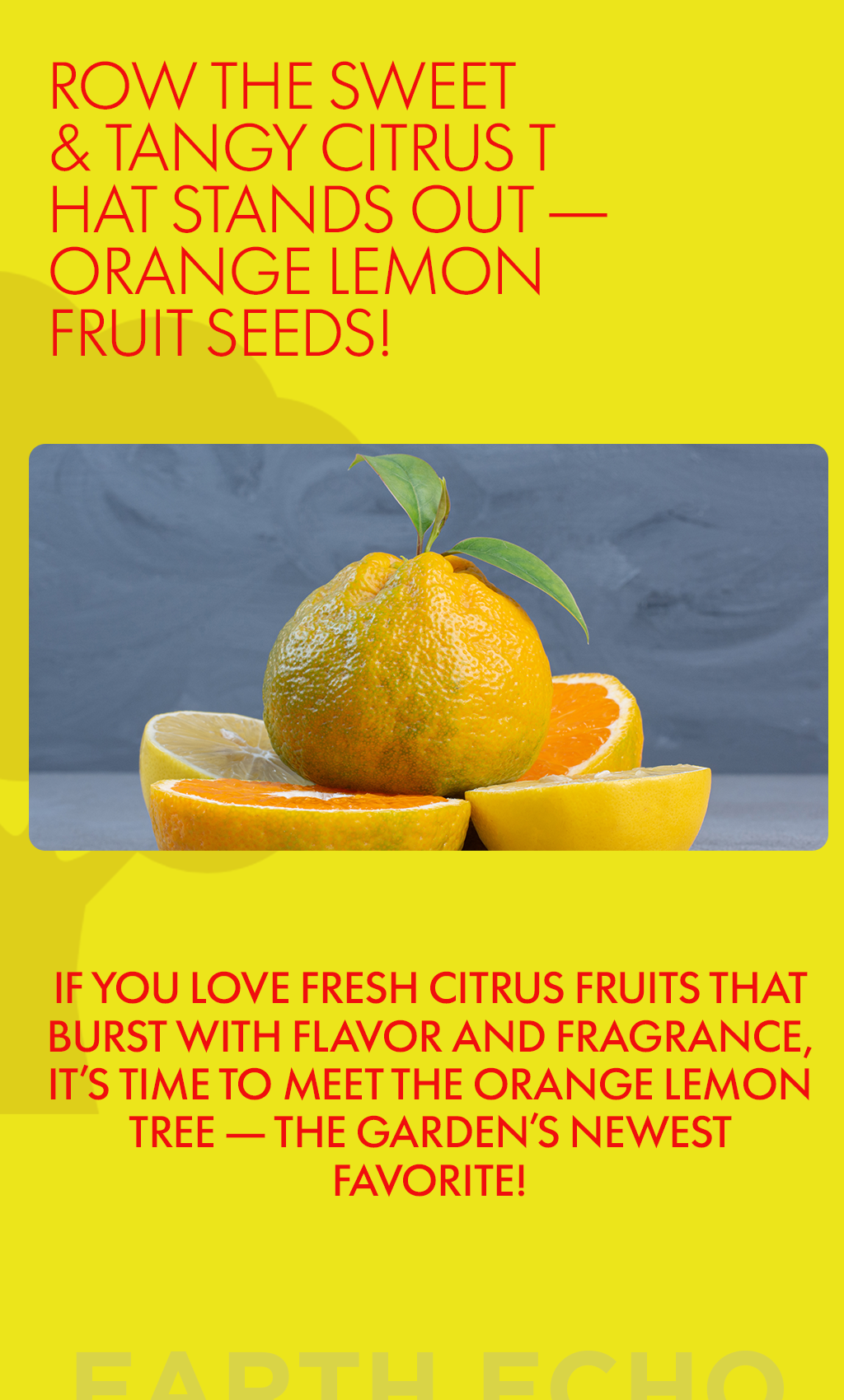 Grow the Sweet & Tangy Citrus That Stands Out – Orange Lemon Fruit Seeds