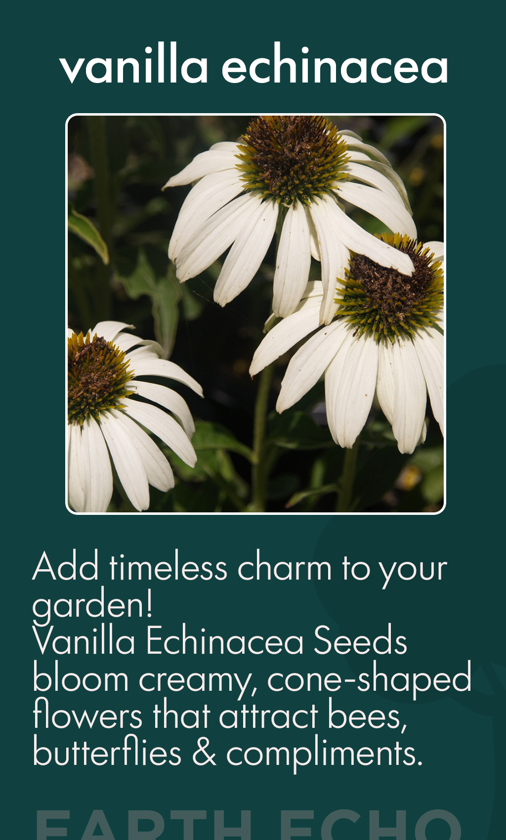 The Timeless Beauty of Vanilla Echinacea Flower — How to Grow It at Home and Why It Deserves a Place in Your Garden