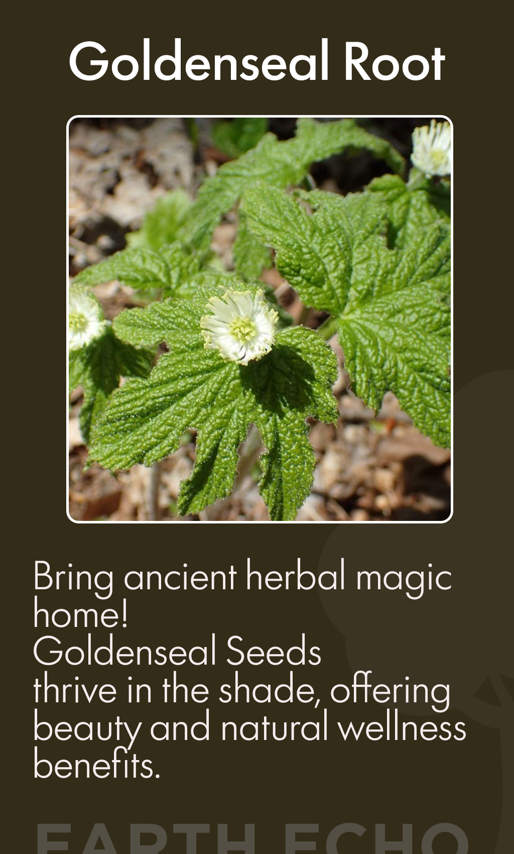 “Goldenseal Root Seeds: The Golden Healer for Shaded Gardens – Grow Nature’s Treasure with Eartheco Seeds”