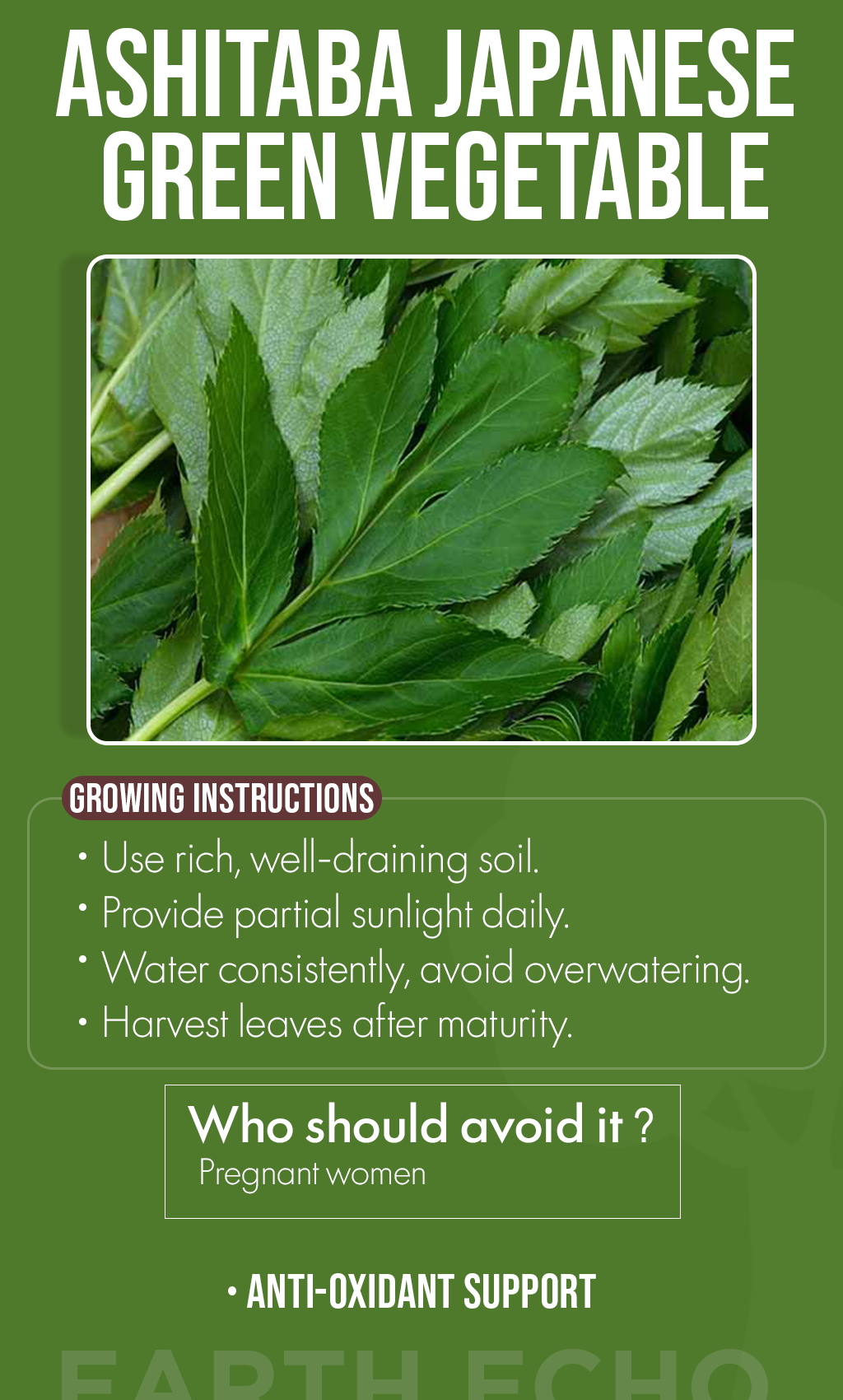 Grow Health & Vitality This Winter: Ashitaba Japanese Green Vegetable Seeds